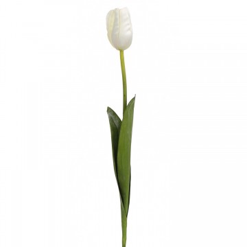 Tige de tulipe blanche