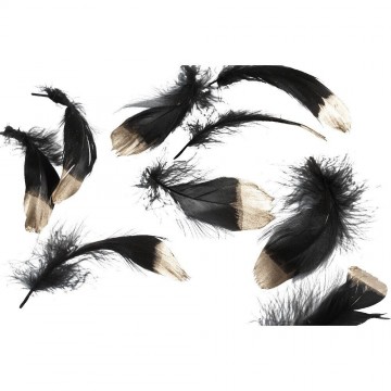 20 plumes noires à pointe dorée